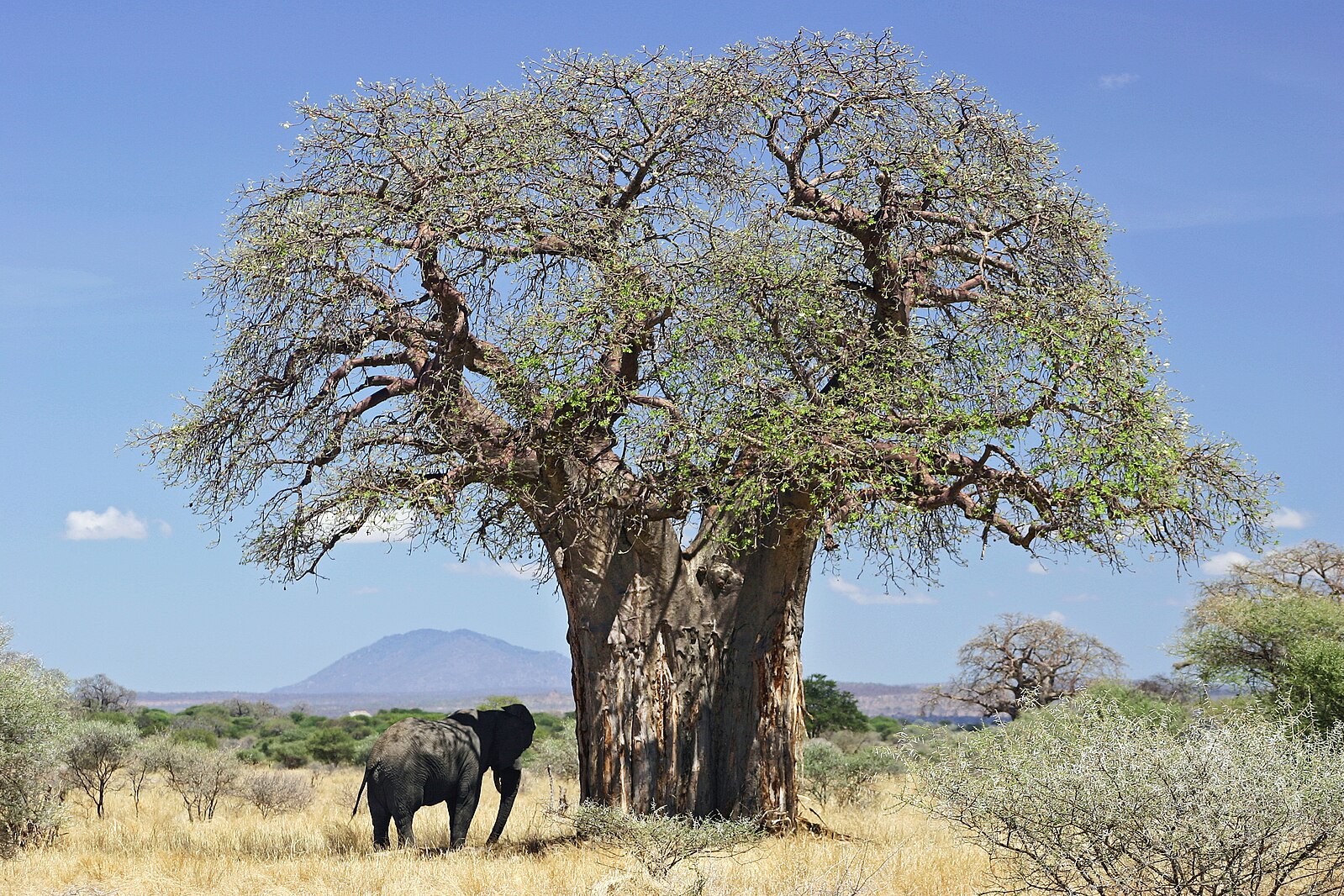 Baobab tree - Adansonia digitata